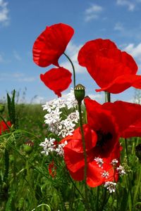 Preview wallpaper poppies, flowers, meadow, sky, nature, greenery