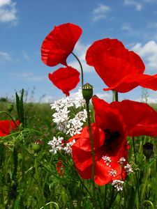 Preview wallpaper poppies, flowers, meadow, sky, nature, greenery