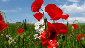 Preview wallpaper poppies, flowers, meadow, sky, nature, greenery