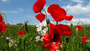 Preview wallpaper poppies, flowers, meadow, sky, nature, greenery