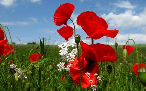 Preview wallpaper poppies, flowers, meadow, sky, nature, greenery