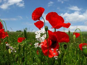 Preview wallpaper poppies, flowers, meadow, sky, nature, greenery