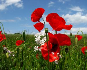 Preview wallpaper poppies, flowers, meadow, sky, nature, greenery