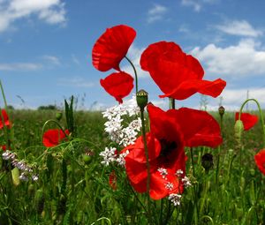 Preview wallpaper poppies, flowers, meadow, sky, nature, greenery