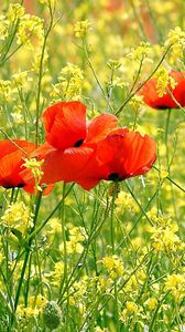 Preview wallpaper poppies, flowers, meadow, summer, green, sunny