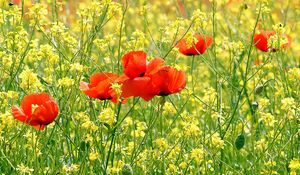 Preview wallpaper poppies, flowers, meadow, summer, green, sunny