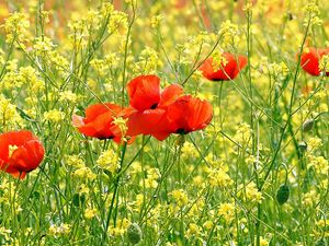 Preview wallpaper poppies, flowers, meadow, summer, green, sunny