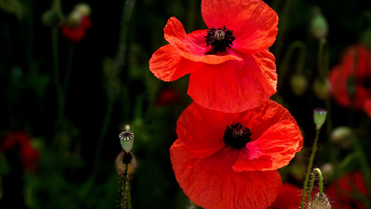 Wallpaper poppies, flowers, petals, plants, red