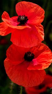 Preview wallpaper poppies, flowers, petals, plants, red
