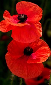 Preview wallpaper poppies, flowers, petals, plants, red