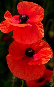 Preview wallpaper poppies, flowers, petals, plants, red