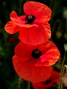 Preview wallpaper poppies, flowers, petals, plants, red
