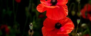 Preview wallpaper poppies, flowers, petals, plants, red