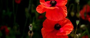 Preview wallpaper poppies, flowers, petals, plants, red