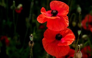 Preview wallpaper poppies, flowers, petals, plants, red