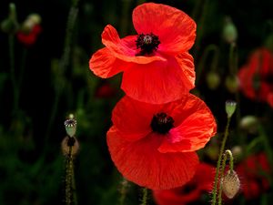 Preview wallpaper poppies, flowers, petals, plants, red