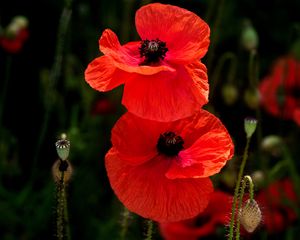 Preview wallpaper poppies, flowers, petals, plants, red