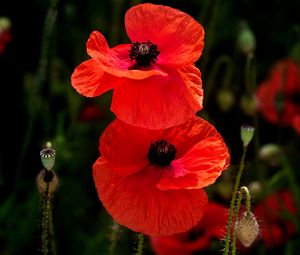 Preview wallpaper poppies, flowers, petals, plants, red