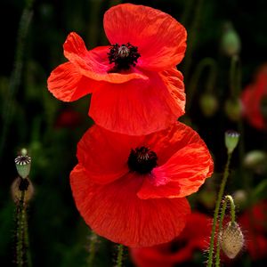 Preview wallpaper poppies, flowers, petals, plants, red