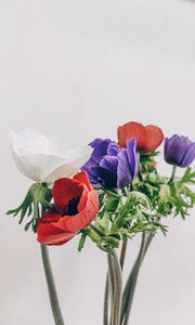 Preview wallpaper poppies, flowers, petals, bouquet, colorful