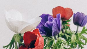 Preview wallpaper poppies, flowers, petals, bouquet, colorful