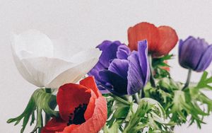 Preview wallpaper poppies, flowers, petals, bouquet, colorful