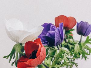 Preview wallpaper poppies, flowers, petals, bouquet, colorful