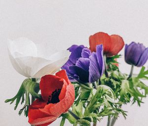 Preview wallpaper poppies, flowers, petals, bouquet, colorful