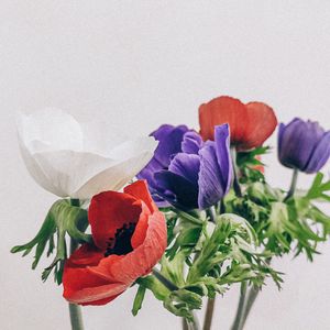 Preview wallpaper poppies, flowers, petals, bouquet, colorful