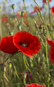 Preview wallpaper poppies, flowers, petals, plants, field, macro