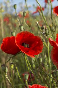 Preview wallpaper poppies, flowers, petals, plants, field, macro