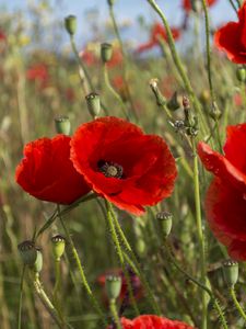 Preview wallpaper poppies, flowers, petals, plants, field, macro