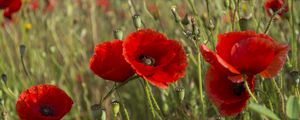 Preview wallpaper poppies, flowers, petals, plants, field, macro