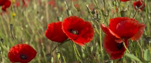 Preview wallpaper poppies, flowers, petals, plants, field, macro