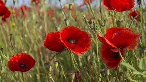 Preview wallpaper poppies, flowers, petals, plants, field, macro