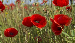 Preview wallpaper poppies, flowers, petals, plants, field, macro