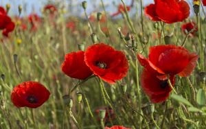 Preview wallpaper poppies, flowers, petals, plants, field, macro