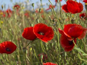 Preview wallpaper poppies, flowers, petals, plants, field, macro