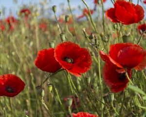 Preview wallpaper poppies, flowers, petals, plants, field, macro