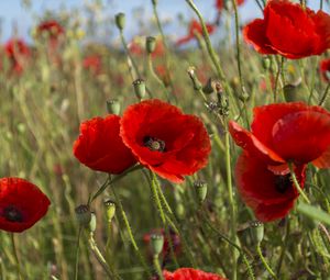 Preview wallpaper poppies, flowers, petals, plants, field, macro