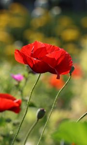 Preview wallpaper poppies, flowers, petals, plants, macro