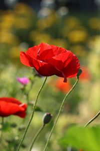 Preview wallpaper poppies, flowers, petals, plants, macro