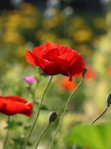 Preview wallpaper poppies, flowers, petals, plants, macro