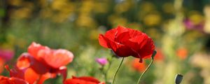 Preview wallpaper poppies, flowers, petals, plants, macro