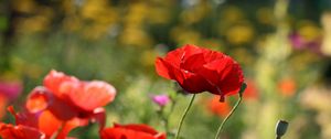 Preview wallpaper poppies, flowers, petals, plants, macro