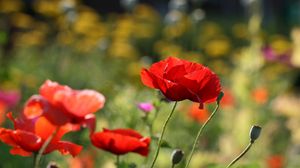 Preview wallpaper poppies, flowers, petals, plants, macro