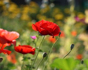 Preview wallpaper poppies, flowers, petals, plants, macro