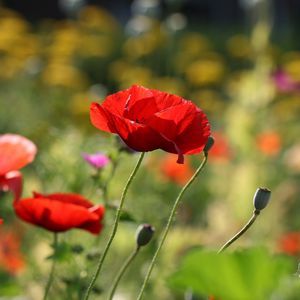 Preview wallpaper poppies, flowers, petals, plants, macro