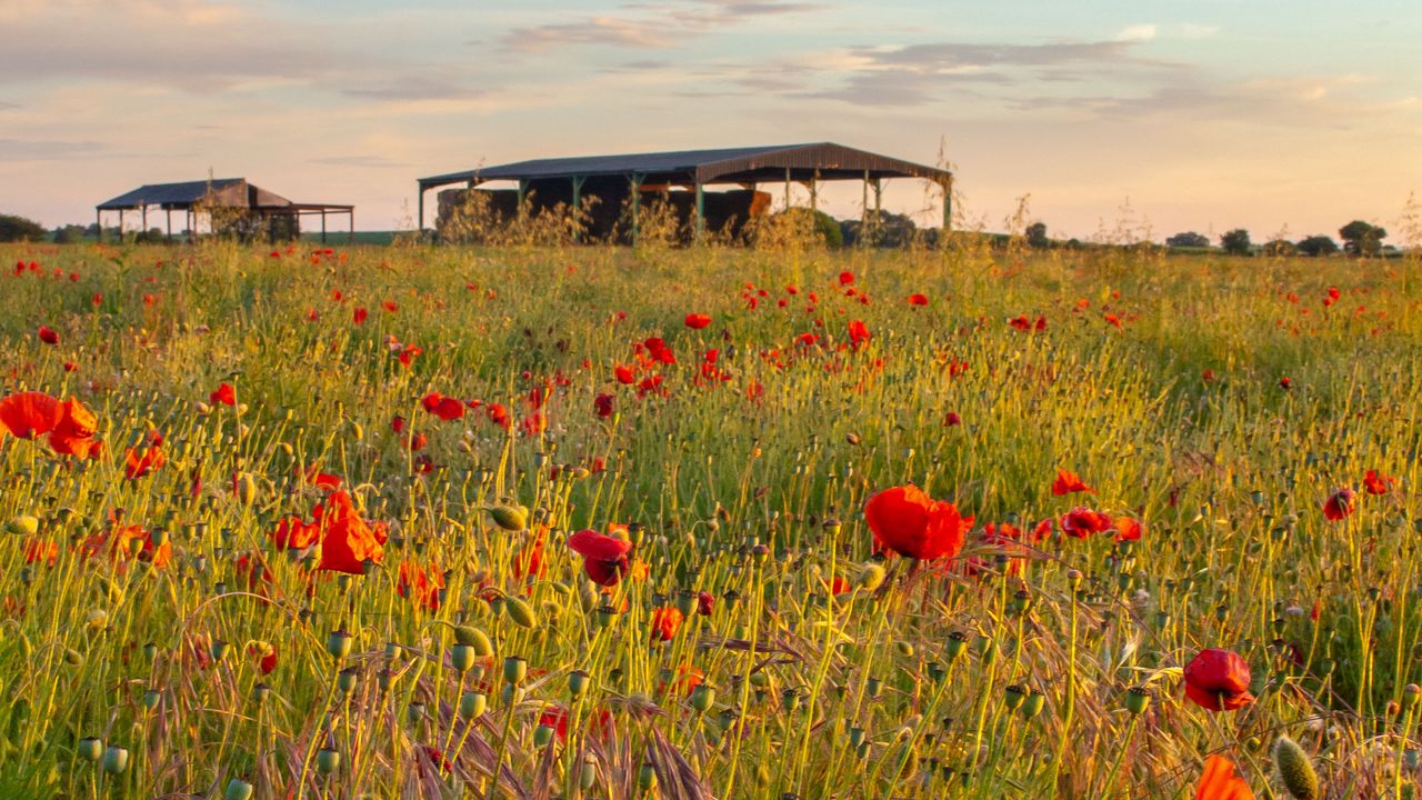 Wallpaper poppies, flowers, petals, red