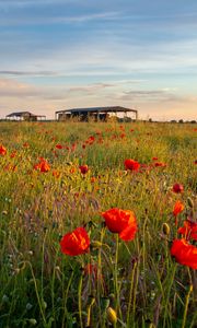 Preview wallpaper poppies, flowers, petals, red